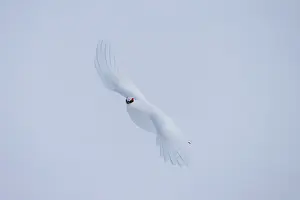 Ptarmigan: Ptarmigan flight