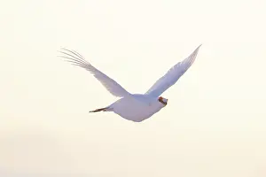 Ptarmigan: Ptarmigan flight