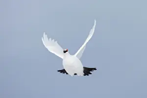 Ptarmigan: Ptarmigan flight