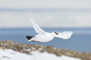 Ptarmigan: Ptarmigan flight