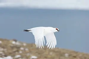 Ptarmigan: Ptarmigan flight