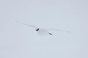 Ptarmigan: Ptarmigan flight