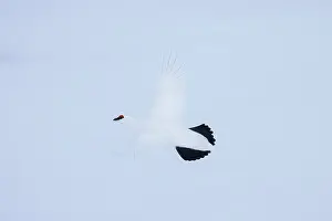 Ptarmigan: Ptarmigan flight