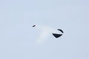 Ptarmigan: Ptarmigan flight
