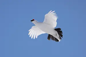 Ptarmigan: Ptarmigan flight