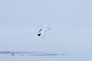 Ptarmigan: Ptarmigan flight