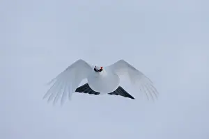 Ptarmigan: Ptarmigan flight