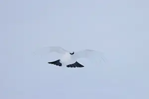 Ptarmigan: Ptarmigan flight
