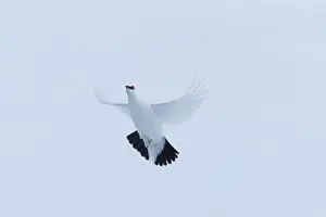 Ptarmigan: Ptarmigan flight