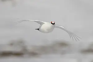 Ptarmigan: Ptarmigan flight