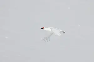 Ptarmigan: Ptarmigan flight