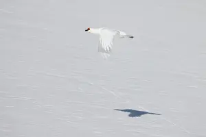 Ptarmigan: Ptarmigan flight