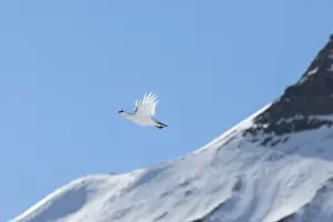 Ptarmigan: Ptarmigan flight