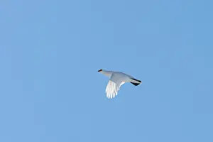Ptarmigan: Ptarmigan flight
