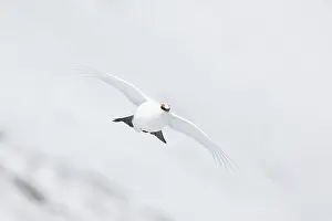 Ptarmigan: Ptarmigan flight
