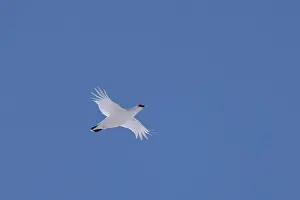 Ptarmigan: Ptarmigan flight