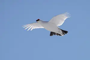 Ptarmigan: Ptarmigan flight