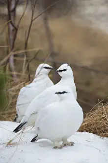 Muta: Ptarmigan - flock in winter plumage - Iceland