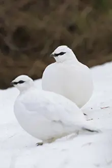 200617: Ptarmigan - flock in winter plumage - Iceland