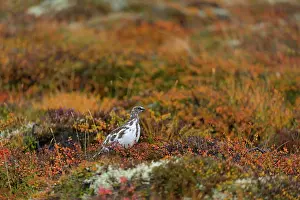 Mutus: Ptarmigan (Lagopus mutus) in autumn collors