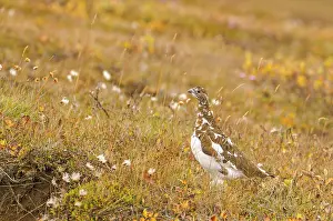 Mutus: Ptarmigan (Lagopus mutus) in autumn marshland