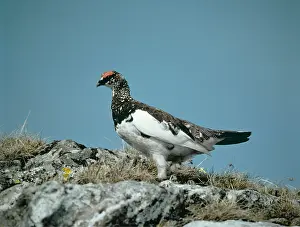 Eric Dragesco: PTARMIGAN - male