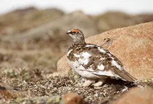 Ptarmigans: PTARMIGAN - male on ground