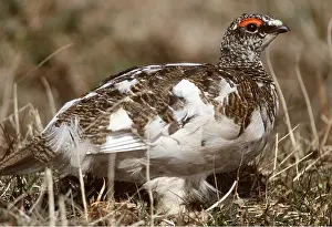 Ptarmigans: PTARMIGAN - male, on ground