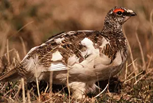 Ptarmigans: PTARMIGAN - male, on ground