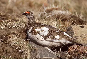 Ptarmigans: PTARMIGAN - male, on ground