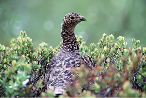 Ptarmigans: PTARMIGAN - male on ground