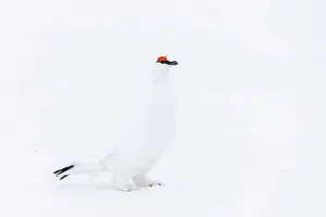 Ptarmigan: Ptarmigan male Winter