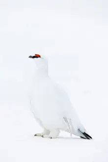 Ptarmigan: Ptarmigan male Winter