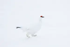 Ptarmigan: Ptarmigan male Winter