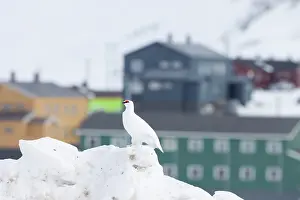 Settlement: Ptarmigan male Winter