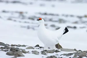 Ptarmigan: Ptarmigan male Winter