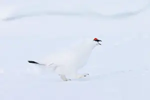 Ptarmigan: Ptarmigan male Winter