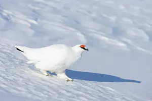 Ptarmigan: Ptarmigan male Winter