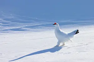 Ptarmigan: Ptarmigan male Winter