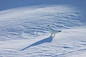 Ptarmigan: Ptarmigan male Winter