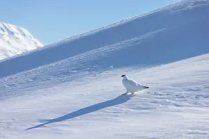 Ptarmigan: Ptarmigan male Winter