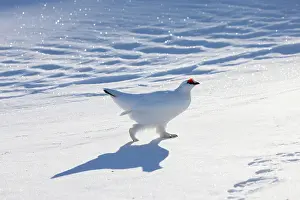 Ptarmigan: Ptarmigan male Winter