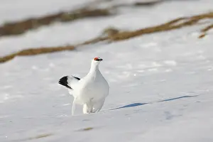 Ptarmigan: Ptarmigan male Winter