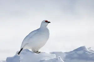 Ptarmigan: Ptarmigan male Winter
