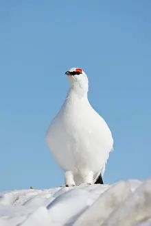 Ptarmigan: Ptarmigan male Winter