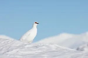 Ptarmigan: Ptarmigan male Winter