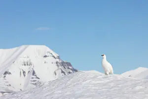 Ptarmigan: Ptarmigan male Winter