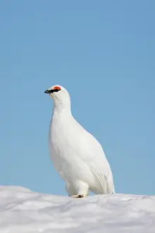Ptarmigan: Ptarmigan male Winter