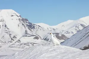 Ptarmigan: Ptarmigan male Winter