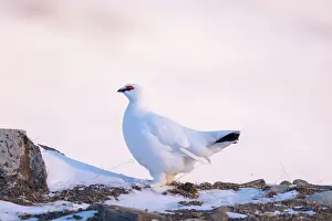 Ptarmigan: Ptarmigan male Winter